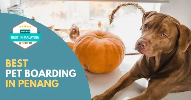 Best hotsell pet boarding